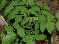 Walnut-Tree
