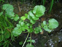 Watercress