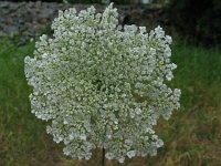 WildCarrot-QueensAnnLace
