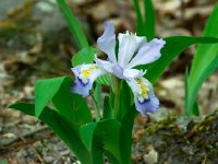 WildIris
