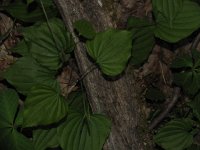 WildYam1