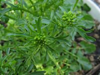 WinterCrest  Winter Cress (Barbarea vulgaris)  favorite edibles. Great in soups, salads and sandwiches. It belongs to the mustard family and taste very much like watercress. It is very high in vitamin C and A. Was used to prevent scurvy, a tea to stimulate appetite, diuretic and a poultice for wounds.