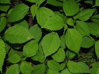 WoodNettle