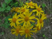 Wooleyragwort  Golden Ragwort (Senecio aureus) Used by both Native Americans and early settlers to treat irregular menses and childbirth complications: also usedfor lung ailments, dysentery and difficult urination.