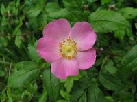 WrinkelRose