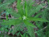 Yarrow2  Yarrow (Achillia millefolium) Used as a spice to flavor food. Used in bath for arthritis, crushed root for toothaches dried leaves made into tea for coughs and colds.