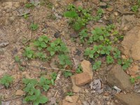 perilla-mint-antibug