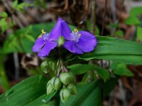 spiderwort