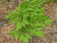 virginia-waterleaf