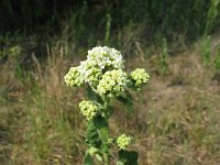 wildQuinine